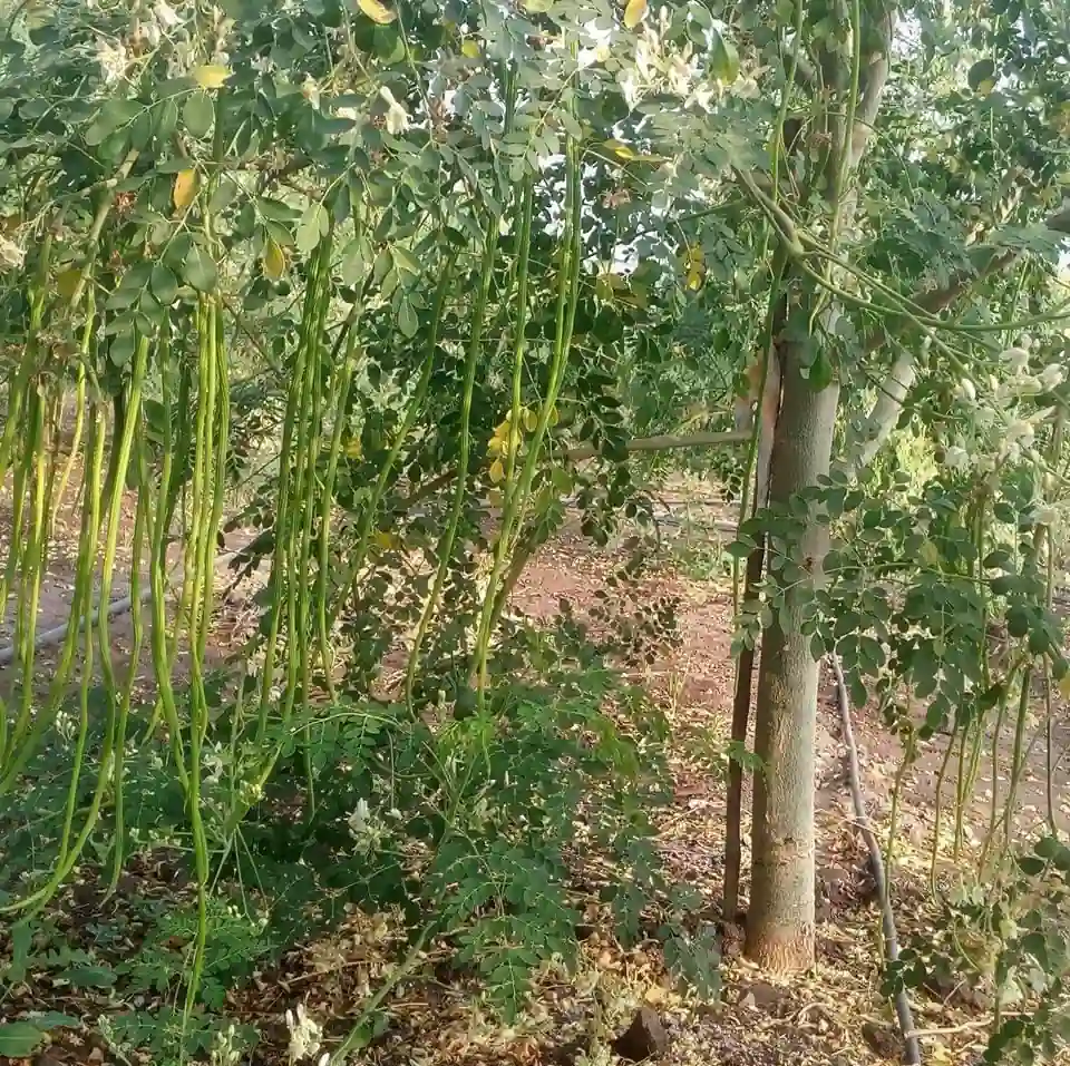 Drumstick odisi